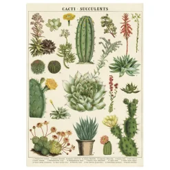 Affiche vintage cactus