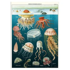 Affiche vintage méduses