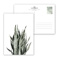 Carte postale Sansevieria