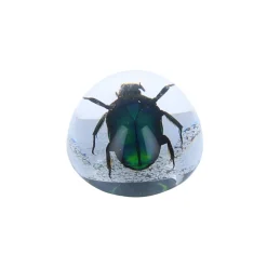 Coléoptère vert sous résine