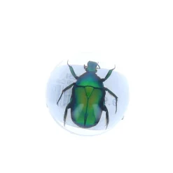 Coléoptère vert sous résine