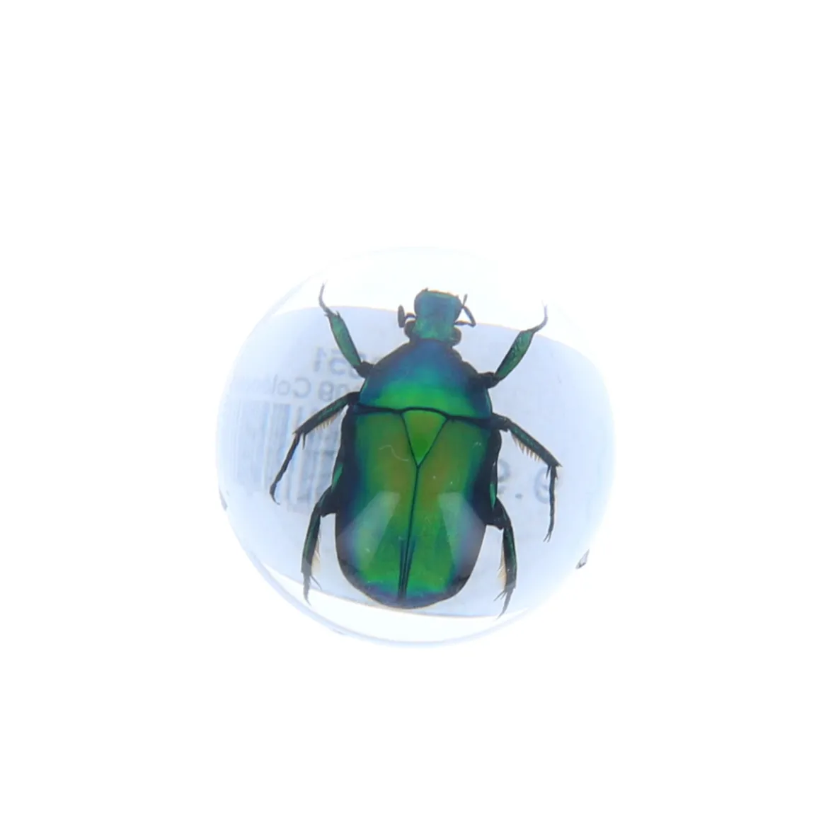 Coléoptère vert sous résine