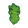 Feuille de salade de dentition verte