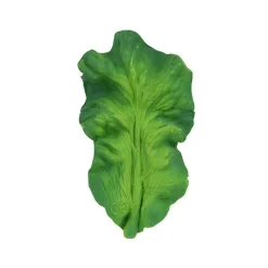 Feuille de salade de dentition verte