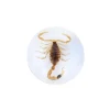 Scorpion doré inclusion sous résine