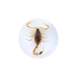 Scorpion doré inclusion sous résine
