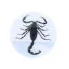 Scorpion noir inclusion sous résine