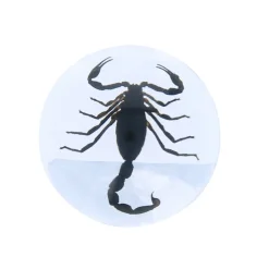 Scorpion noir inclusion sous résine
