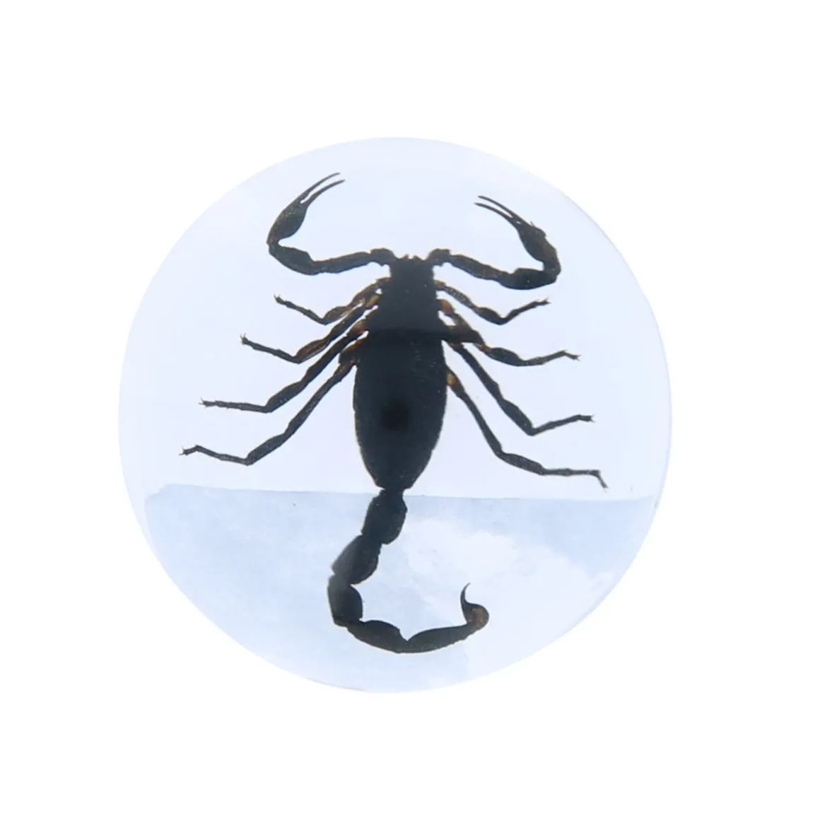 Scorpion noir inclusion sous résine